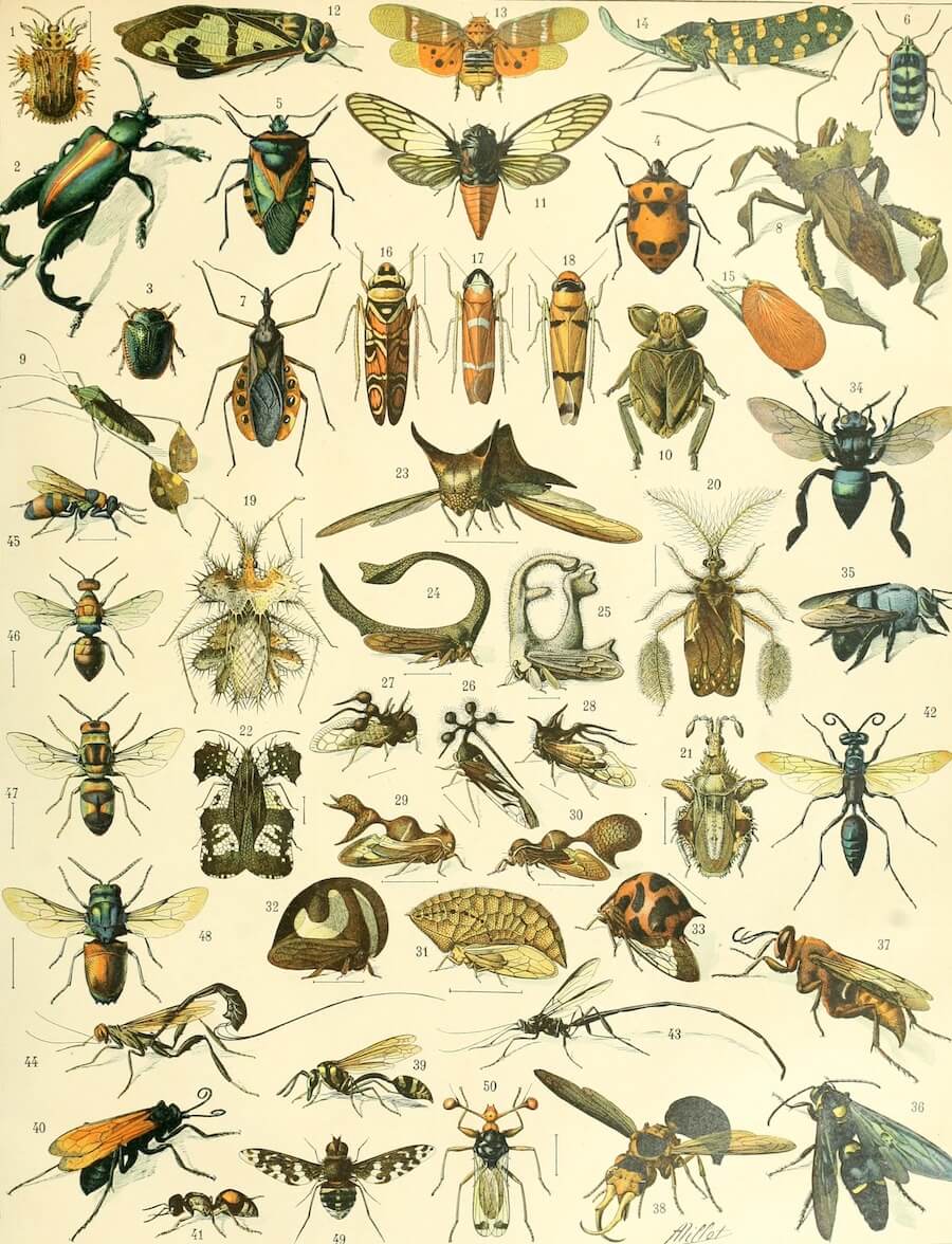 Insects