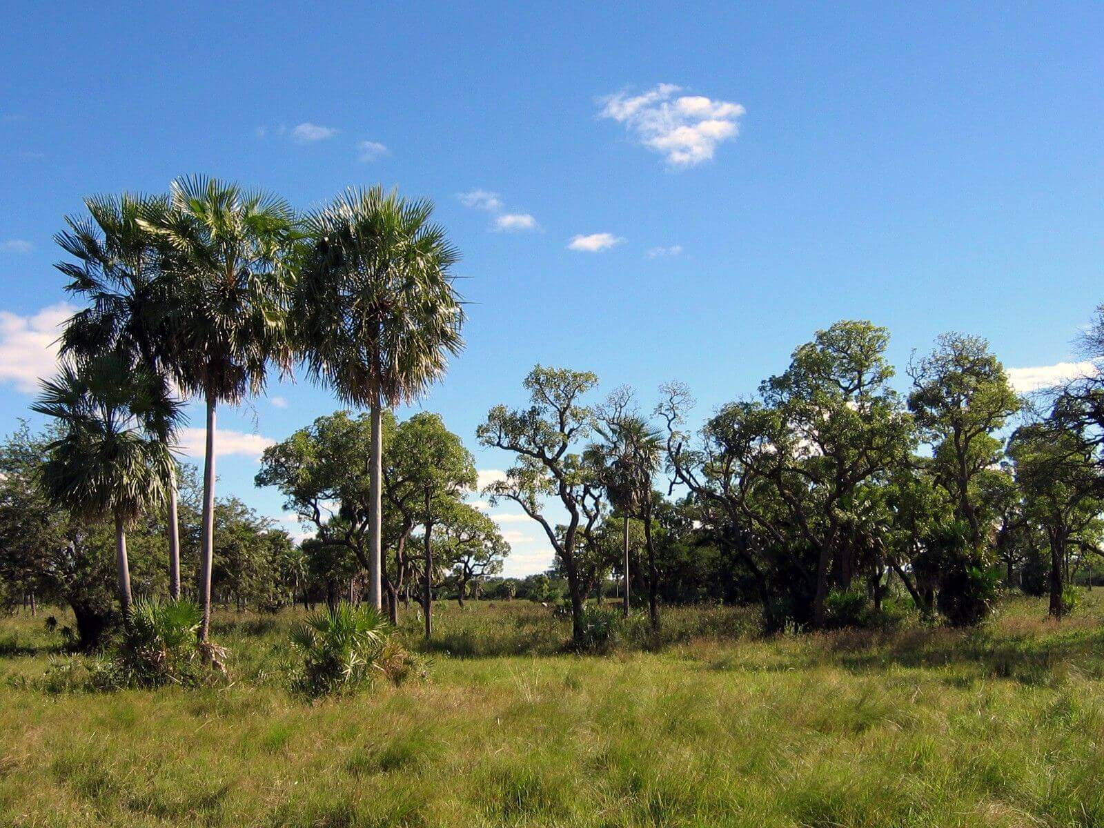 Gran Chaco region