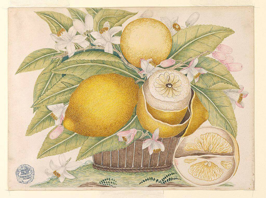 Drawing of Lemons