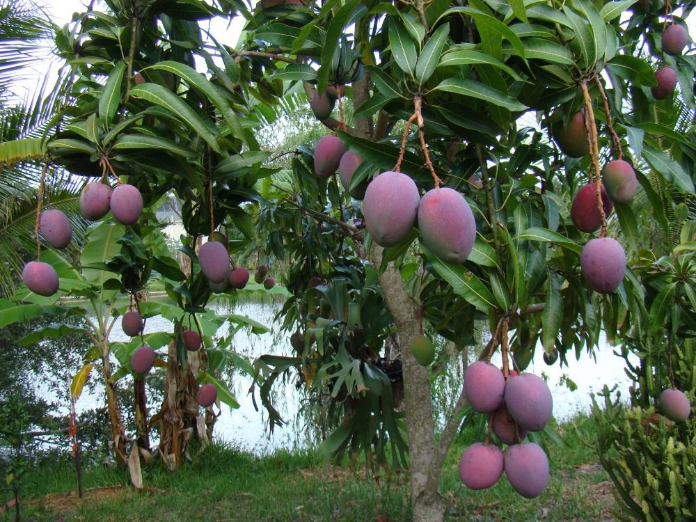 Purple Mangoes